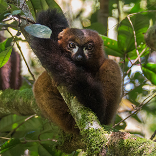 Ranomafana - Red-bellied lemur